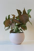 modern blush houseplant pot