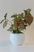 modern white houseplant pot with drainage hole and plug