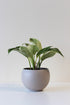 4" lightweight tan houseplant pot with drainage hole