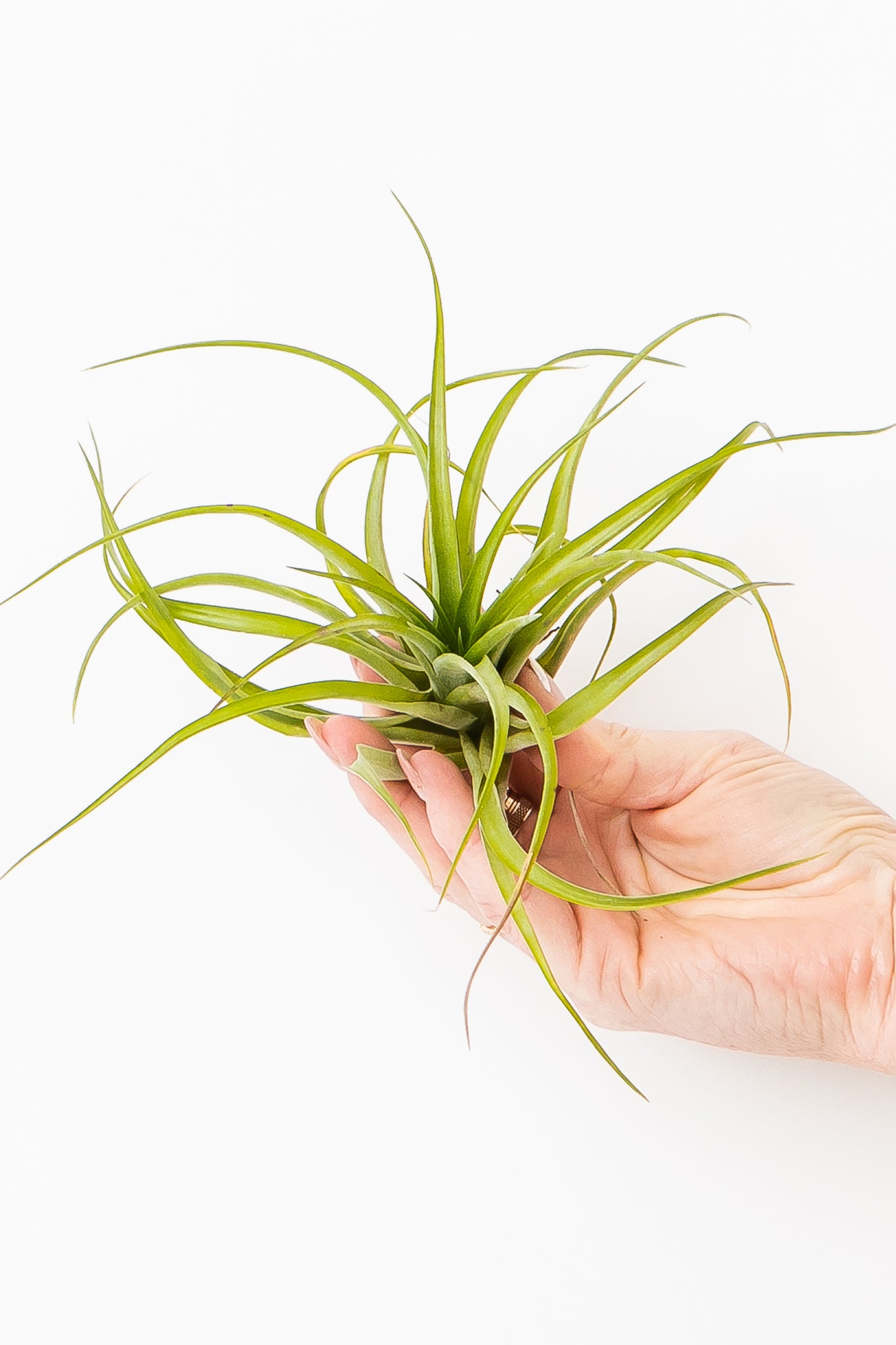 hand holding large velutina air plant