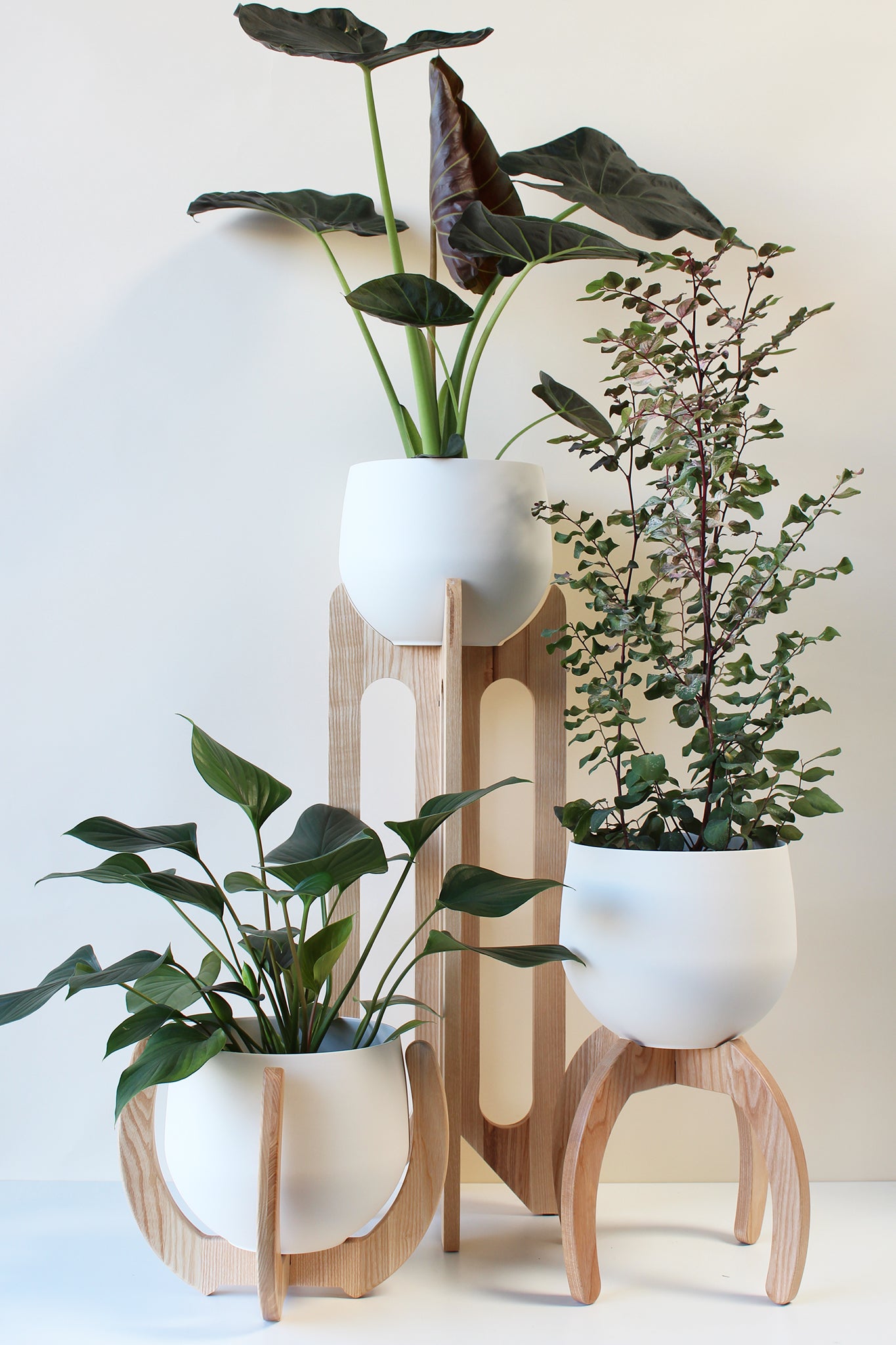 three light wood plant stands with white pots and green houseplants