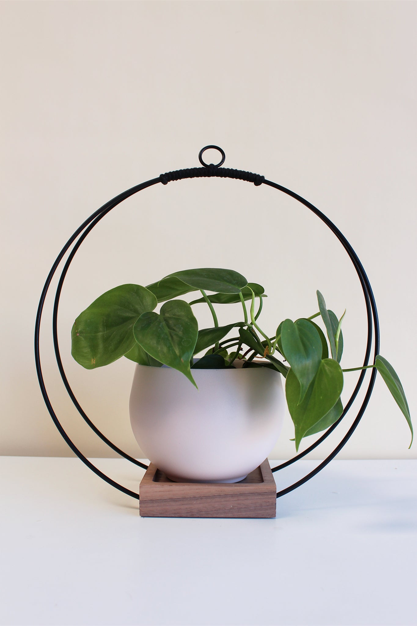 large circular hanging planter with matte black rings and walnut wood base and blush colored aluminum pot for houseplants