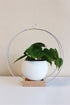 large white circular plant hanger with white aluminum pot for houseplants