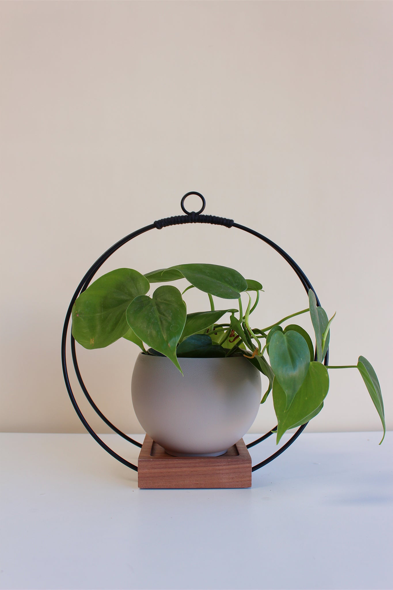 medium circular hanging planter with matte black rings, walnut wood base and tan aluminum pot