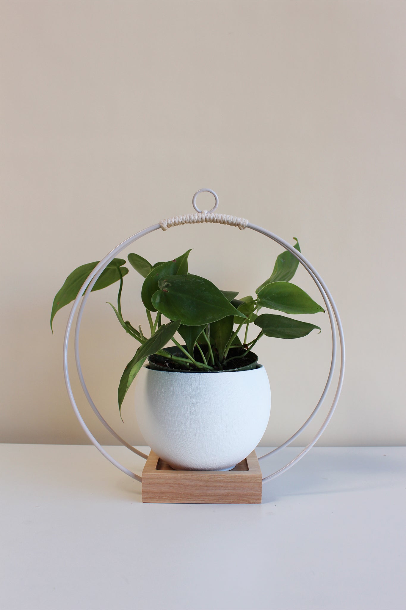 medium circular white hanging planter with white pot for houseplants