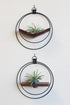 modern wall mounted decor for air plants, black circular wall mounted planter