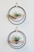 modern wall mounted decor for air plants, gold circular wall mounted planter