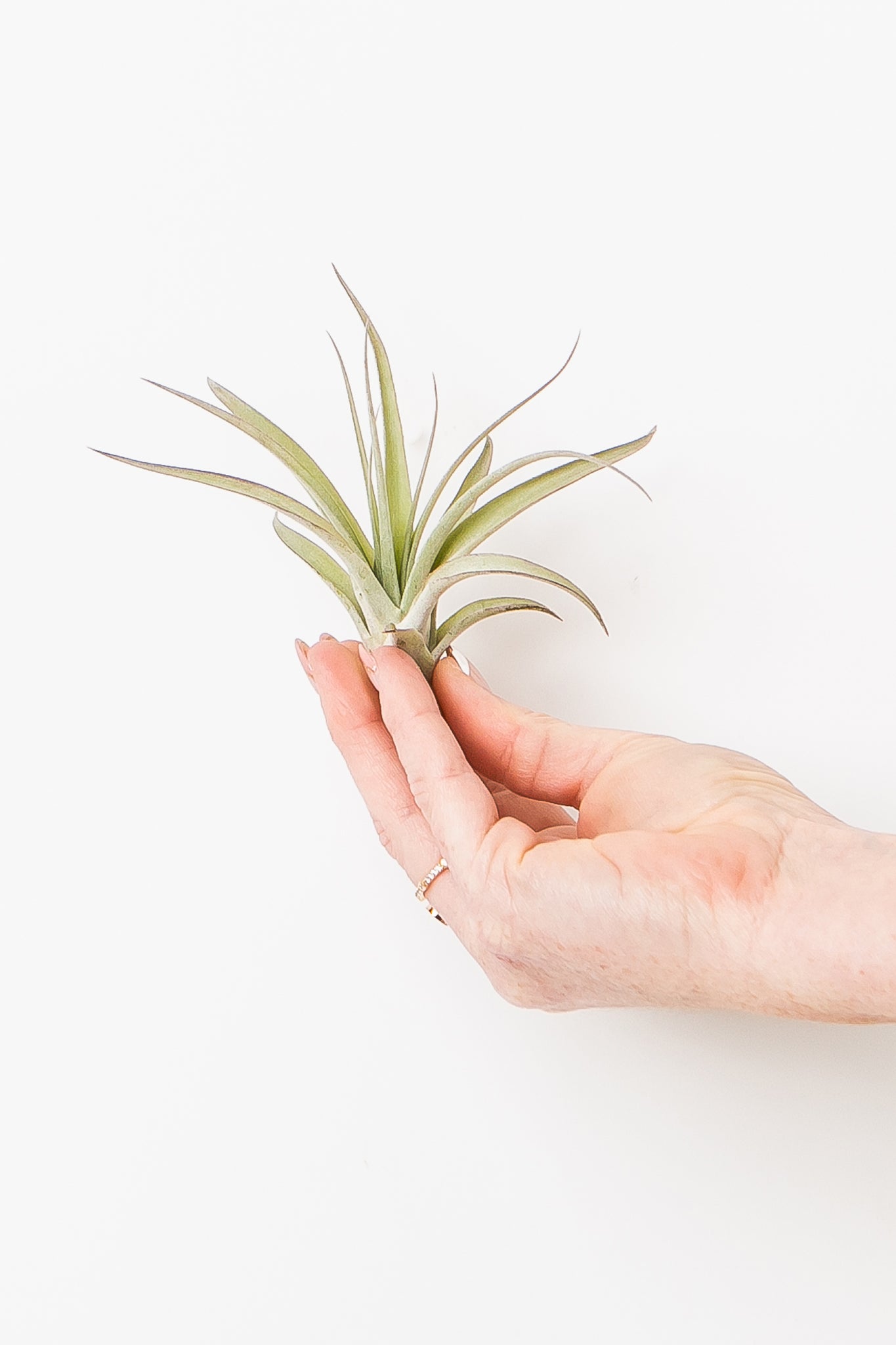 hand holding small velutina air plant