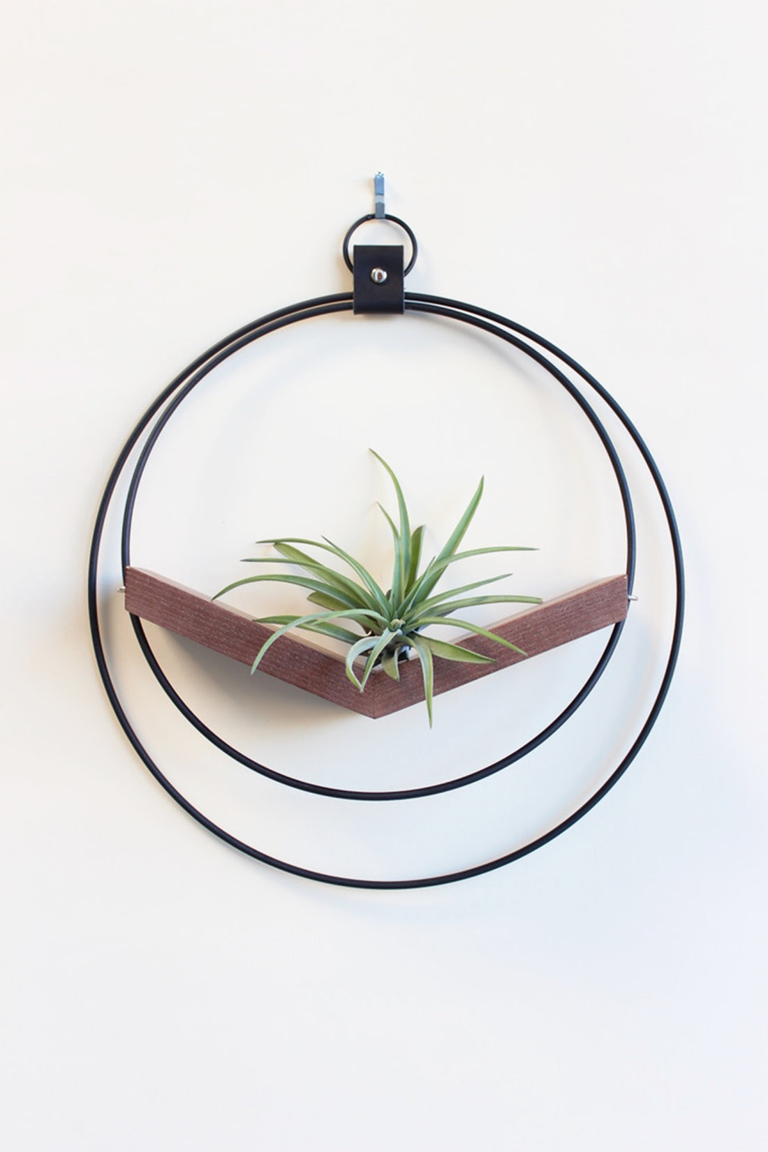 modern wall mounted large v shaped air plant hanger with matte black rings and dark wood v shelf