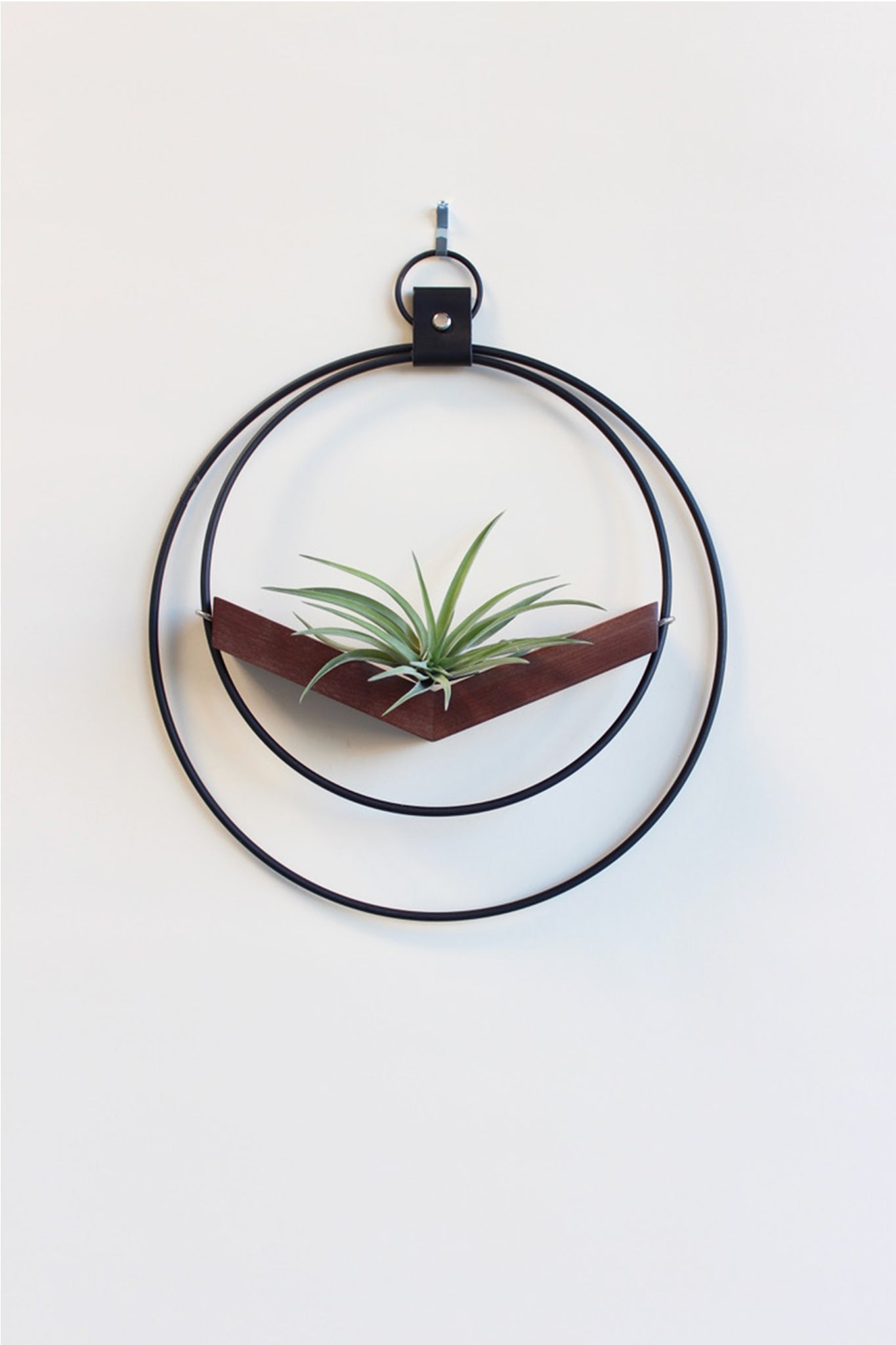 modern wall mounted small v shaped air plant hanger with matte black rings and dark wood v shelf