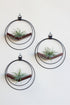 modern wall decor for air plants, large circular hanging planter with walnut wood stained v-shelf and matte black rings