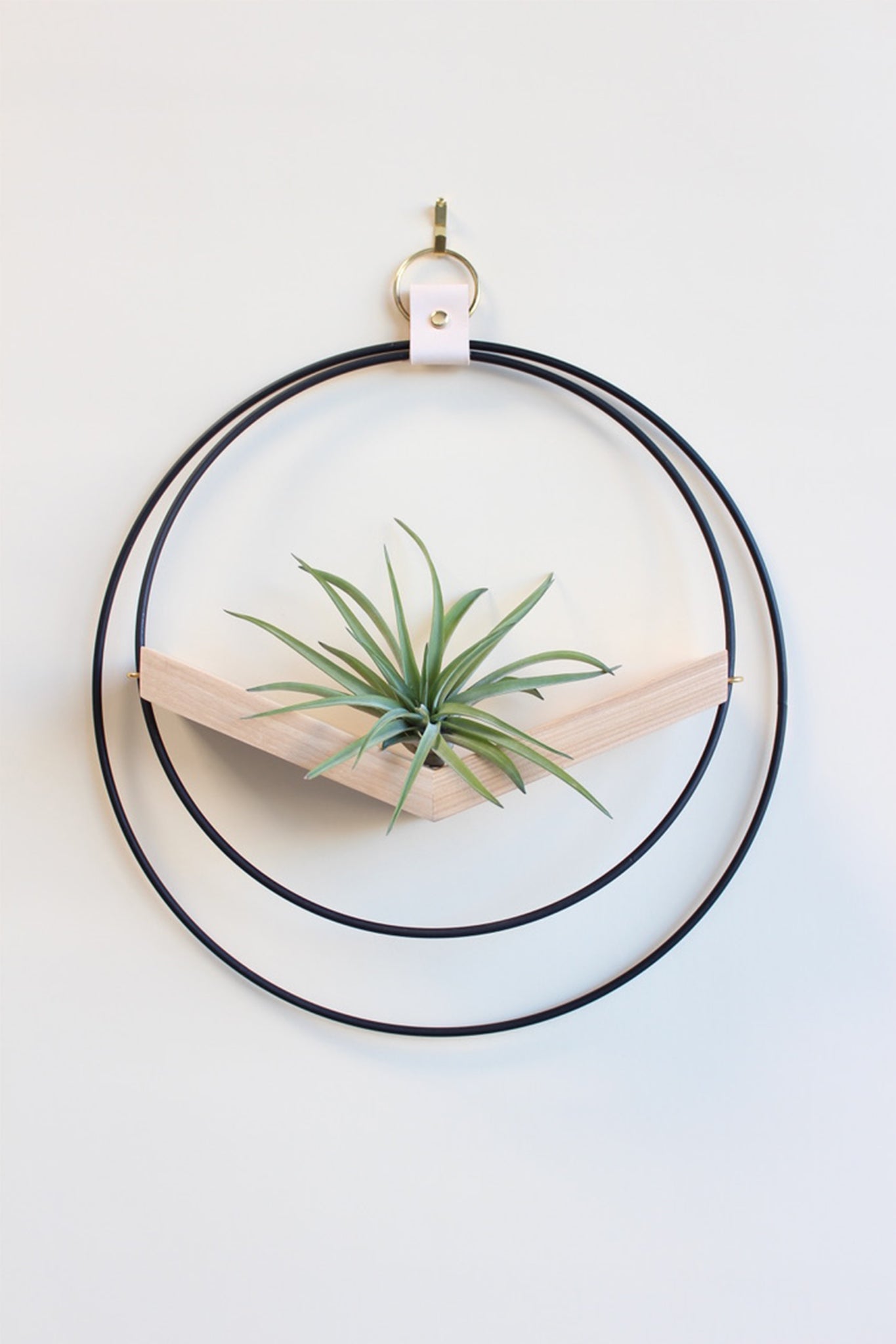 modern wall mounted large v shaped air plant hanger with matte black rings and light wood v shelf