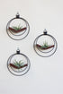 modern wall decor for air plants, small circular hanging planter with walnut stained wood v-shelf and matte black rings